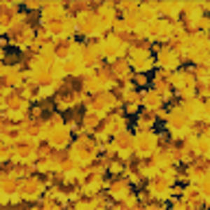 Meet your Posher, Anneliese